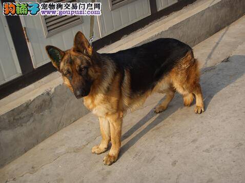 游泳健将养成三要素 如何教会德国牧羊犬游泳