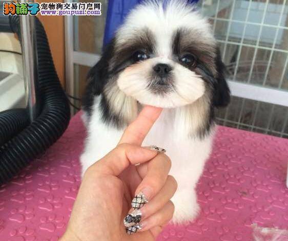 西施犬总用后腿挠耳朵是怎么回事