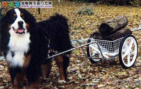 饮食健康方法 伯恩山犬吃什么种类的狗粮好