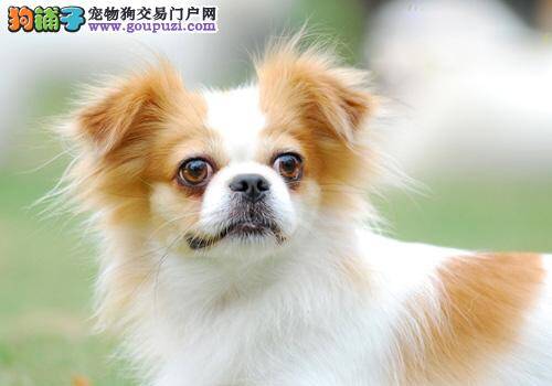 购买前需要了解蝴蝶犬的哪些小资料