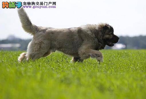 鱼与熊掌可兼得 如何在饲养高加索犬时保持室内清洁