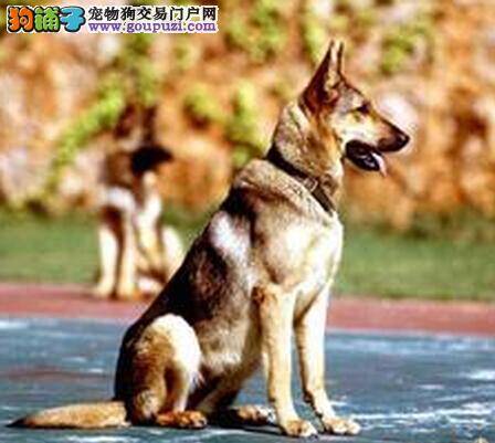 定时定点定量 喂养昆明犬的三点原则