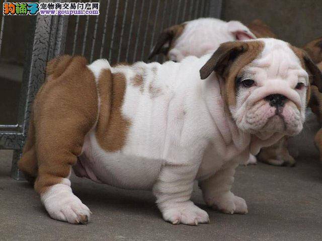 斗牛犬患上犬瘟咳嗽，鼻子干应怎么办