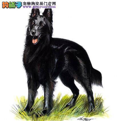 乖乖吃药好办法 给比利时牧羊犬吃药的小窍门