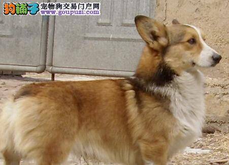 美丽俏佳人 轻松完成柯基犬美容任务