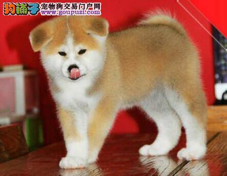 怎样让秋田犬成为最美丽动人的狗狗