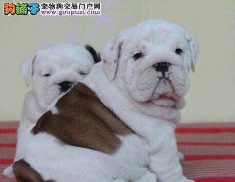我家斗牛犬眼角总是泪水是怎么回事 求原因