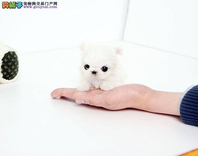 马尔济斯犬不好好吃饭怎么办