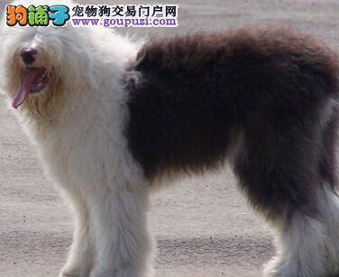 毛发护理两步骤 怎样让古代牧羊犬的毛发美丽动人