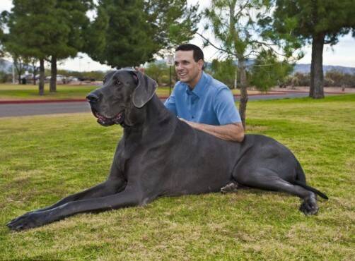 英国一大丹犬重达190斤 或成全英最大的狗狗