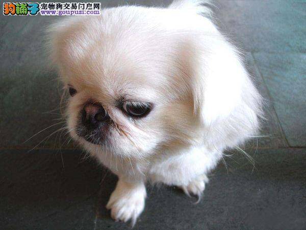 京巴犬最近打喷嚏，想吐吐不出没事吧