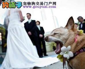 宠物狗当伴郎，这身婚礼行头怎么样？