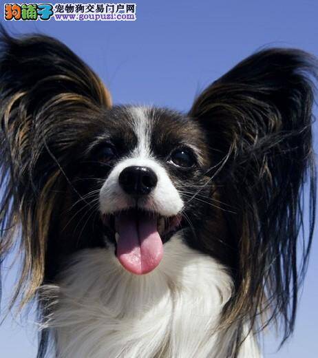 怎样看蝴蝶犬好不好