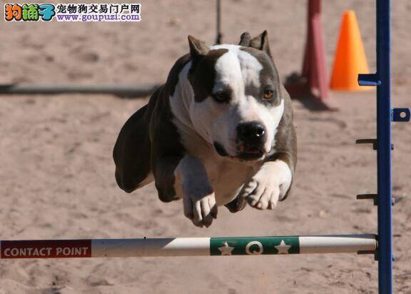 请你跟我这样做 比特犬幼犬的日常护理方法