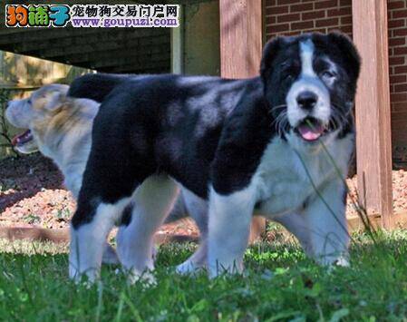 适合中亚牧羊犬食用的最佳食物——饲料