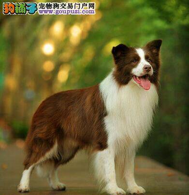 健康边境牧羊犬身体各个部位的标准