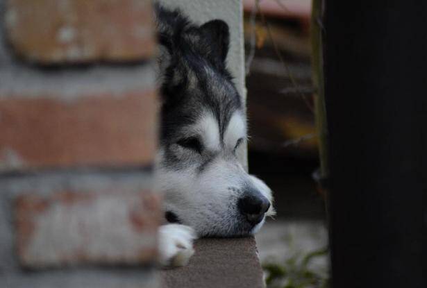 阿拉斯加犬多少钱一只，网上买狗靠谱吗？