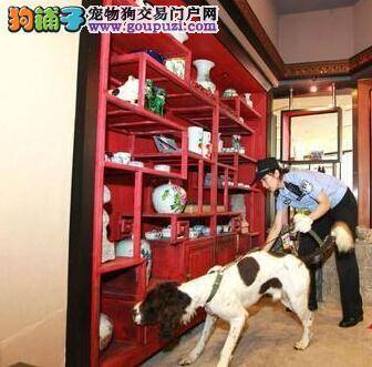 人犬默契配合 组成团队为国内大型犬活动做安保工作