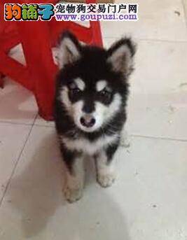 频繁洗澡伤毛发 夏季如何给阿拉斯加雪橇犬洗澡