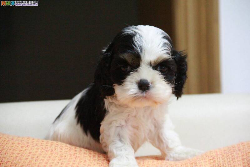 可卡犬鼻子干，没食欲没精神是生病了吗