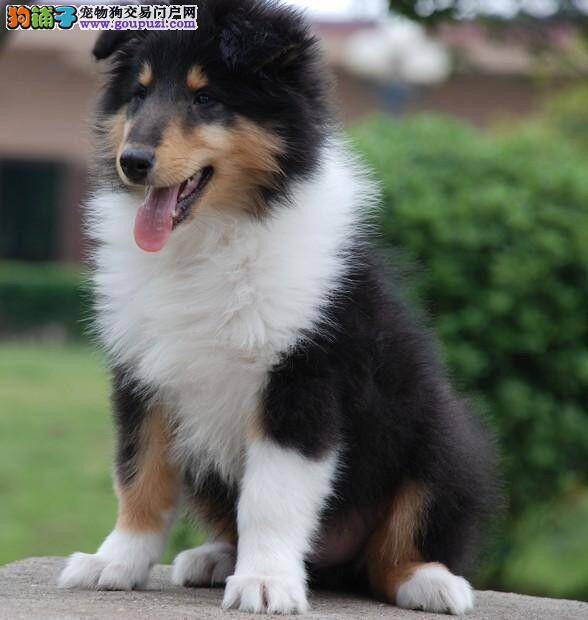 怀孕一个月的苏格兰牧羊犬身上有跳蚤怎么办