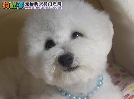 挑选比熊犬应该注意的五件事