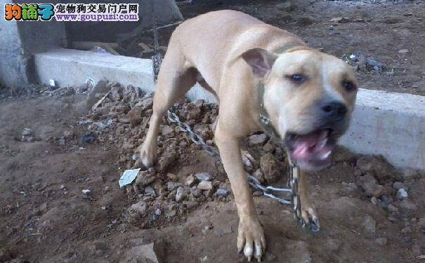 同一祖先繁衍的两个分支：美国恶霸犬和比特犬的区别