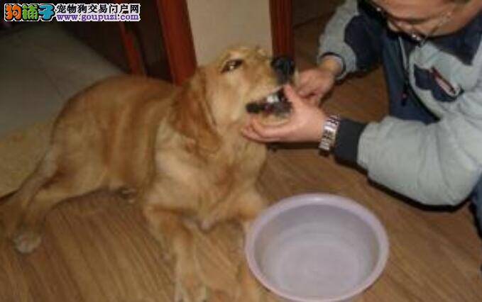 金毛犬护牙小技巧  让爱犬牙齿更健康