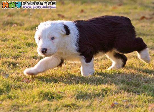 古代牧羊犬最近总发烧如何帮助它退烧