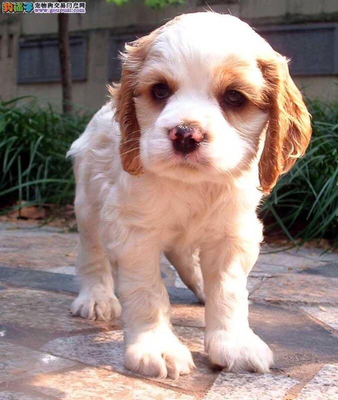 关于可卡犬幼犬的饲养原则