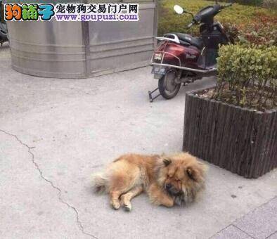 走失忠犬原地等待不离开 众人帮忙找到主人