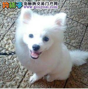 银狐犬呼吸不畅，抽搐应怎么办