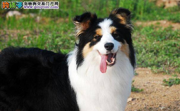 边牧不爱吃饭怎么办 边境牧羊犬厌食的应对措施