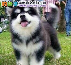 40天的阿拉斯加犬感冒了应该怎么办