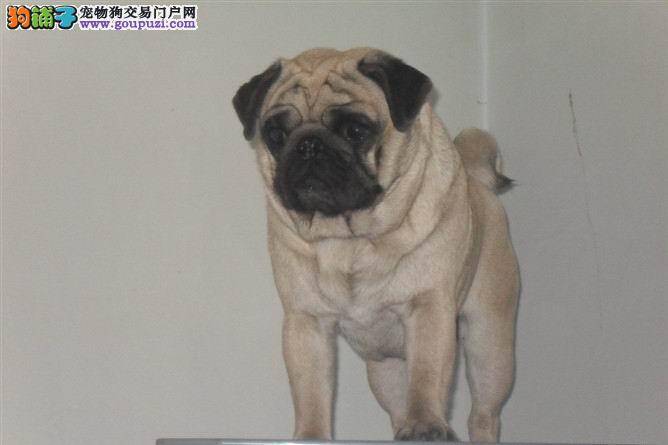 巴哥犬在选购中要懂得的几件事情