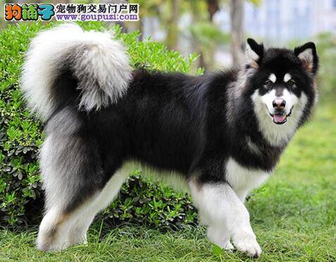 紧急处理 被阿拉斯加犬咬伤后的处理方法