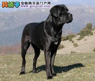 想让卡斯罗犬健康过冬 主人要采用哪种喂养方式