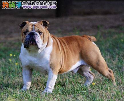 知己知彼 搞定陌生斗牛犬哪些方法最轻松