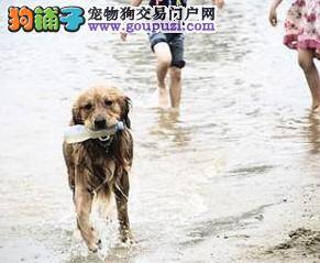 聪明英勇的金毛犬险境中全力救主