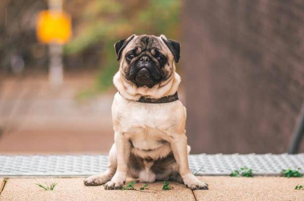 巴哥犬脱毛严重，是怎么回事