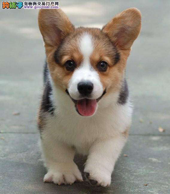 柯基犬总吃卫生纸怎么办