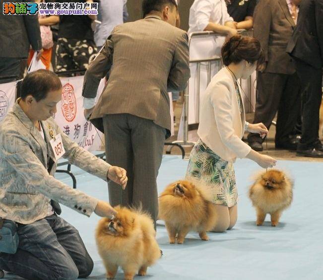 百余名犬会展选美 忙扮靓练站姿操佳态争冠军