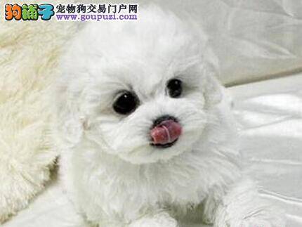 比熊犬得了犬瘟热抽搐还有救么