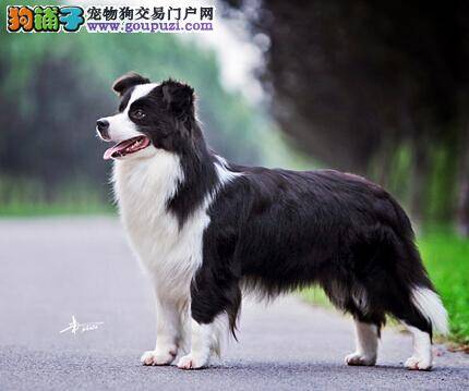 保卫边境牧羊犬安全和健康 掌握九种伤病急救方法