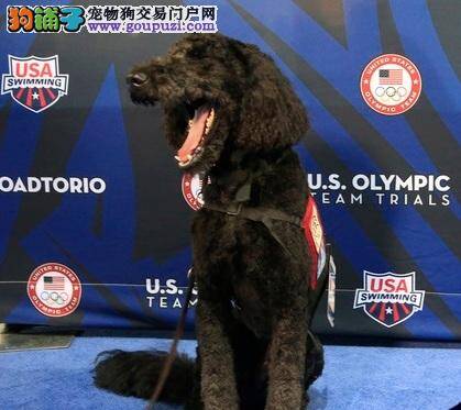 治疗犬拥有超能力！让奥运选手都不紧张了