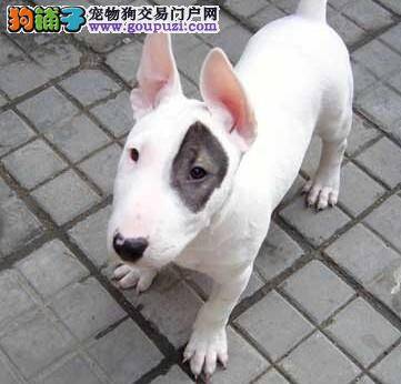 牛头梗总打哈欠，流鼻涕是生病了吗