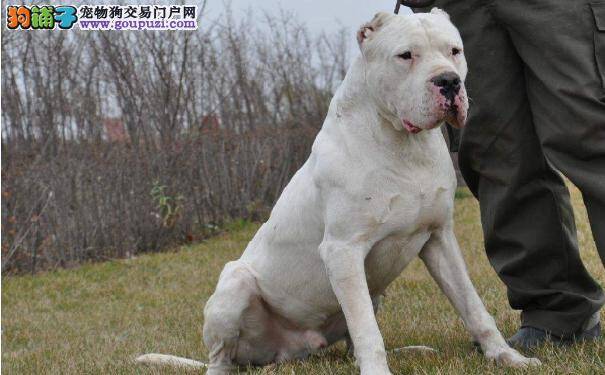 阿根廷杜高犬价格 杜高犬性格特点