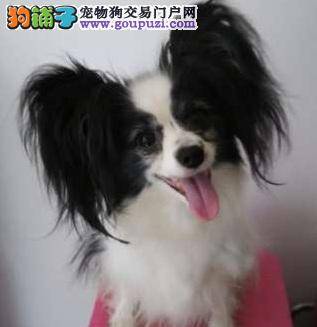 温柔貌美的伴侣犬，蝴蝶犬