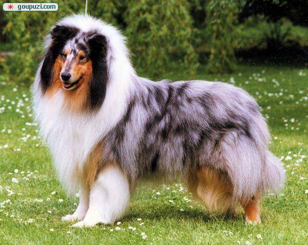 苏格兰牧羊犬老喜欢啃石头是缺少微量元素吗