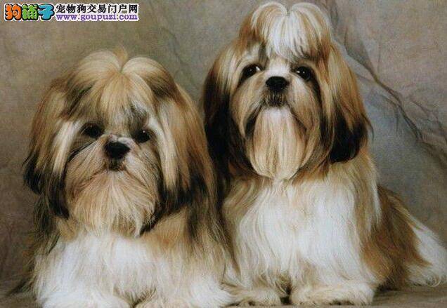带西施犬回家，必不可少的准备步骤（二）
